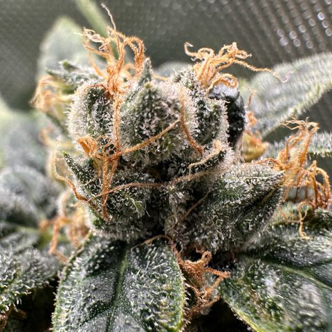 MiscxLAZ #08 C #1 growlog timeline photo