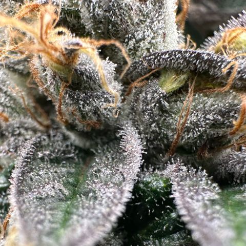 CxLAZ #03 C #1 58.58g growlog timeline photo