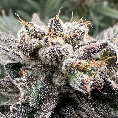 MiscxLAZ #22 C 42.33g growlog timeline photo