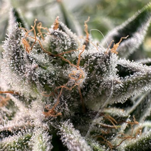 MiscxLAZ #26 C #1 47.15g growlog timeline photo