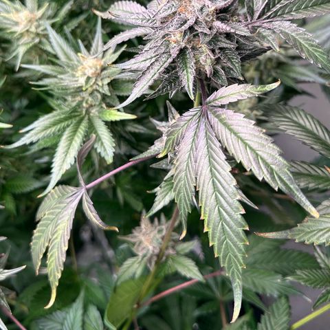 CxLAZ #03 C #1 58.58g growlog timeline photo