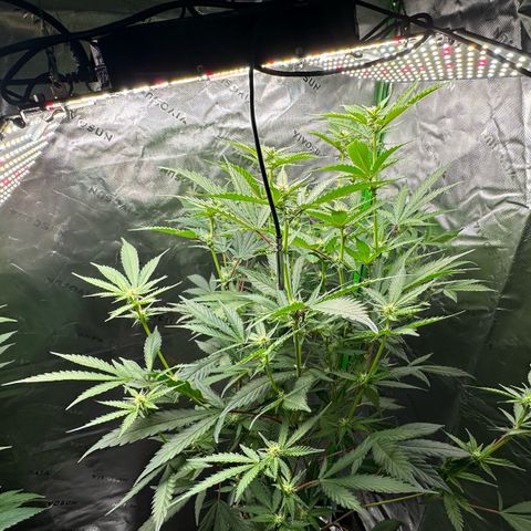 CxLAZ #15 C #1 growlog timeline photo