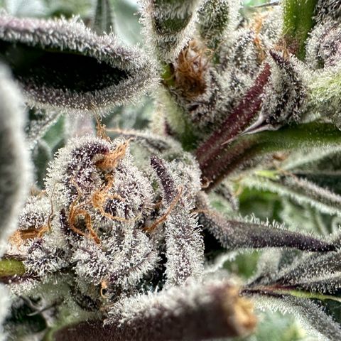 MiscxLAZ #37 C growlog timeline photo