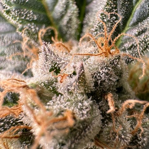 Fuel D.OG #2 Female 49.44g M growlog timeline photo