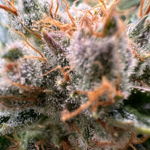 Fuel D.OG #1 Female 47.36g growlog timeline photo