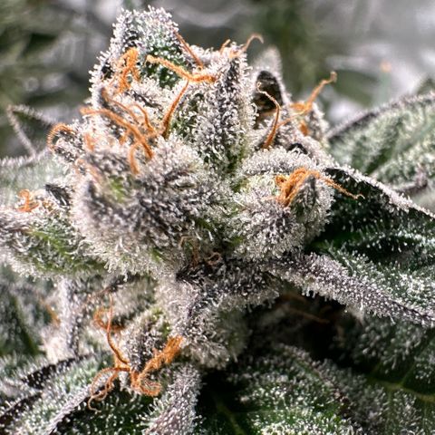 MiscxLAZ 5-4 34.63g growlog timeline photo
