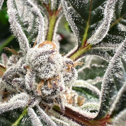 MiscxLAZ #37 C growlog timeline photo