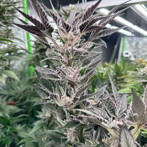 MiscxLAZ #37 C growlog timeline photo