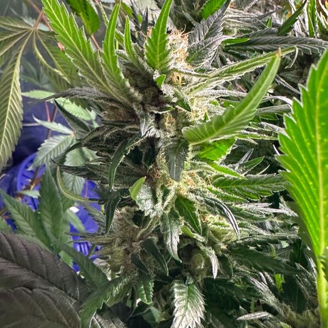 Fuel D.OG #1 Female 47.36g growlog timeline photo