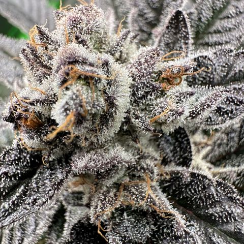 MiscxLAZ #22 C 42.33g growlog timeline photo