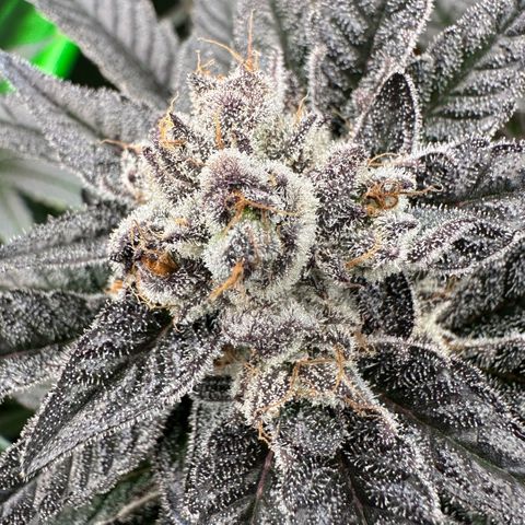 MiscxLAZ #22 C 42.33g growlog timeline photo