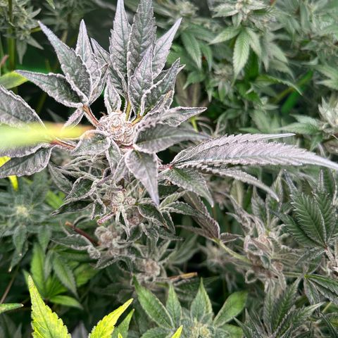 MiscxLAZ #37 C growlog timeline photo
