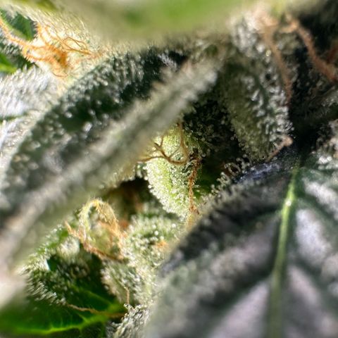 Fuel D.OG #2 Female 49.44g M growlog timeline photo