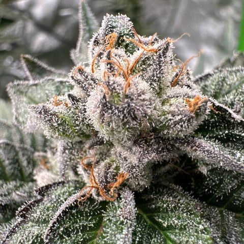 MiscxLAZ 5-4 34.63g growlog timeline photo