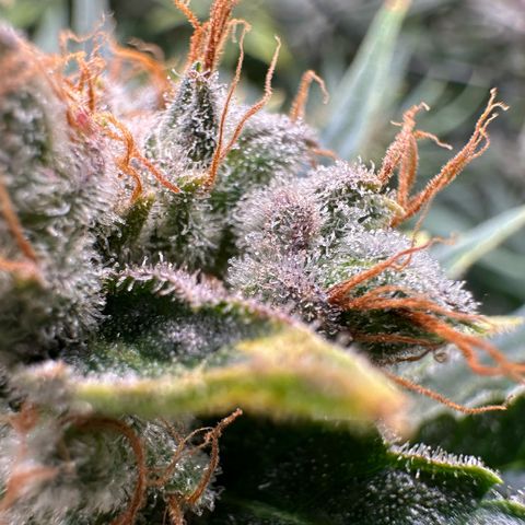 Fuel D.OG #1 Female 47.36g growlog timeline photo