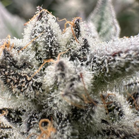 MiscxLAZ #29 C growlog timeline photo