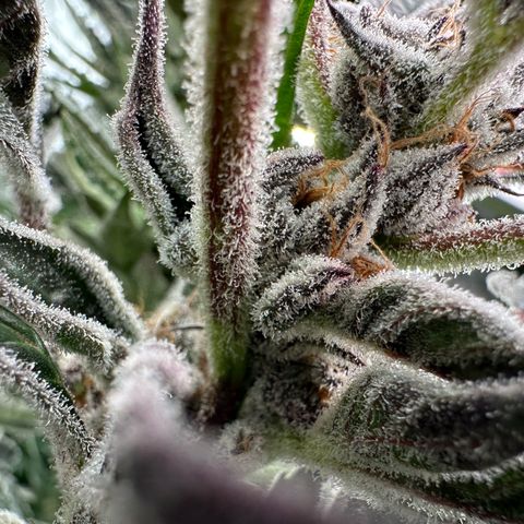 MiscxLAZ #37 C growlog timeline photo