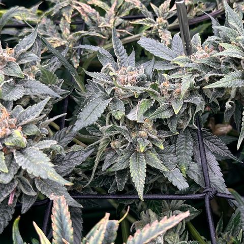 MiscxLAZ #08 C #1 growlog timeline photo