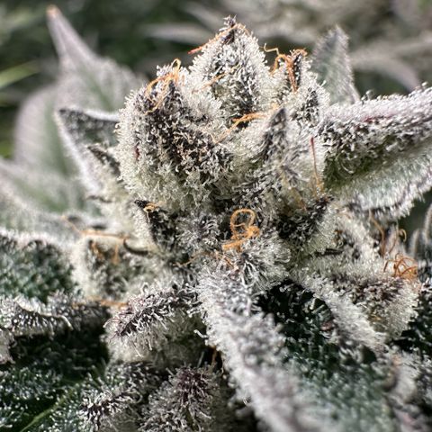 MiscxLAZ #29 C growlog timeline photo
