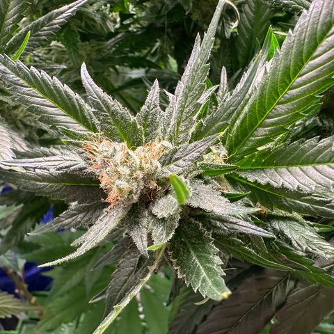 Fuel D.OG #1 Female 47.36g growlog timeline photo