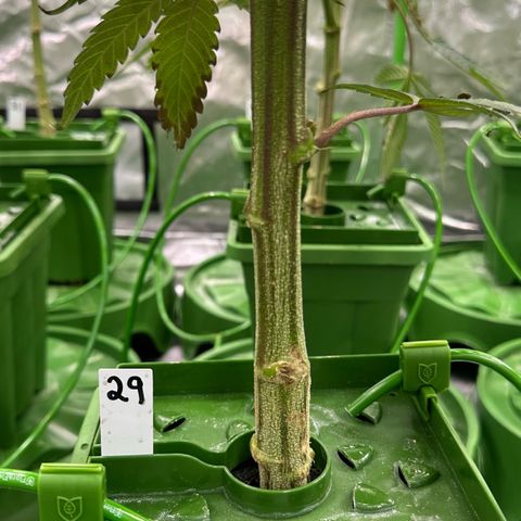 MiscxLAZ #29 C growlog timeline photo