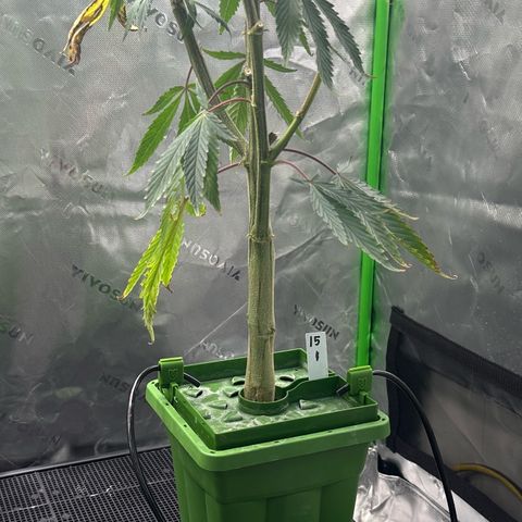 CxLAZ #15 C #1 growlog timeline photo