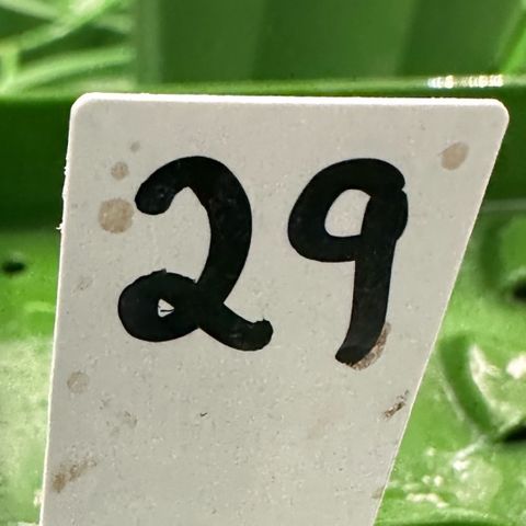 MiscxLAZ #29 C growlog timeline photo