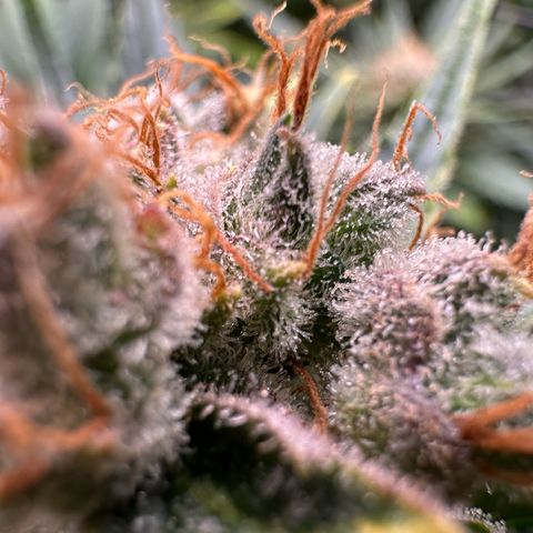 Fuel D.OG #1 Female 47.36g growlog timeline photo