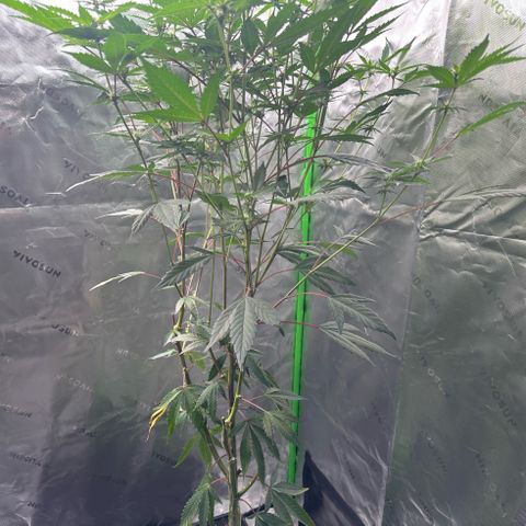 CxLAZ #15 C #1 growlog timeline photo