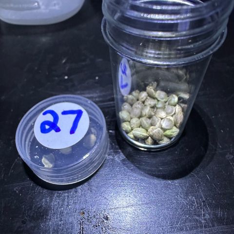 Misc x (LA Kush x Zkittles) #27 33.12g growlog timeline photo