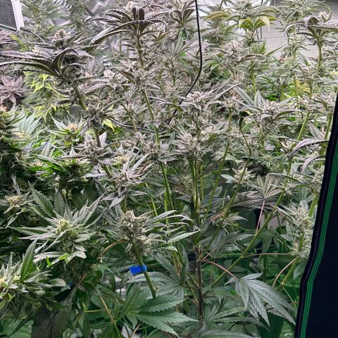MiscxLAZ #29 C growlog timeline photo