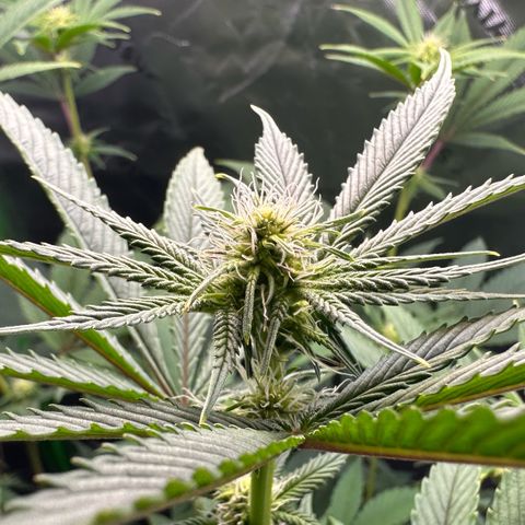 MiscxLAZ #26 C #2 growlog timeline photo