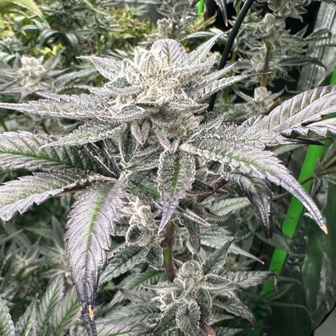 MiscxLAZ #29 C growlog timeline photo