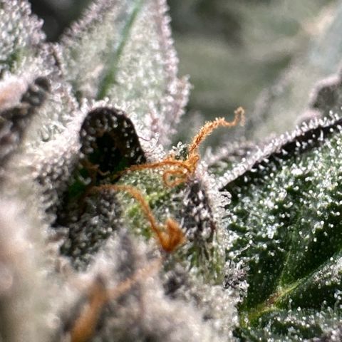 MiscxLAZ 5-4 34.63g growlog timeline photo