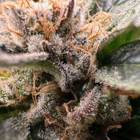 Fuel D.OG #2 Female 49.44g M growlog timeline photo