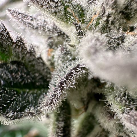MiscxLAZ #29 C growlog timeline photo