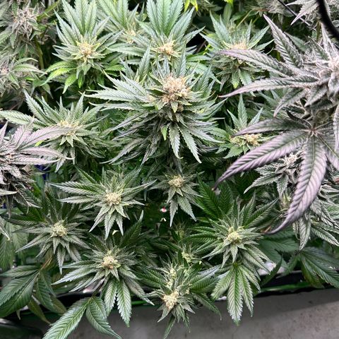 Fuel D.OG #1 Female 47.36g growlog timeline photo