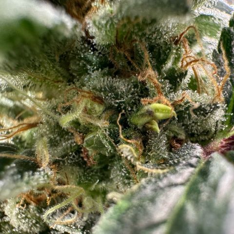 Fuel D.OG #2 Female 49.44g M growlog timeline photo