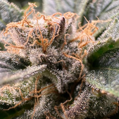 Fuel D.OG #2 Female 49.44g M growlog timeline photo