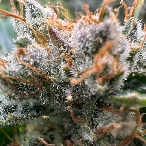 Fuel D.OG #1 Female 47.36g growlog timeline photo