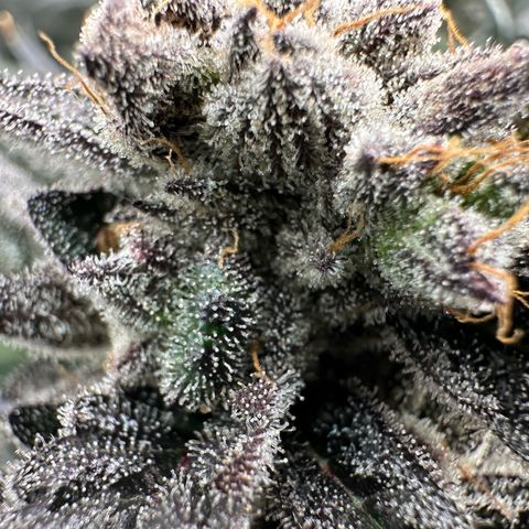 MiscxLAZ #22 C 42.33g growlog timeline photo
