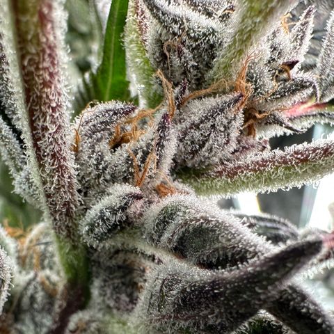 MiscxLAZ #37 C growlog timeline photo