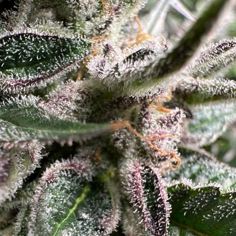 CxLAZ #03 C #1 58.58g growlog timeline photo
