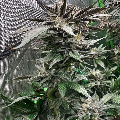 CxLAZ #03 C #1 58.58g growlog timeline photo