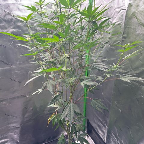 CxLAZ #15 C #1 growlog timeline photo