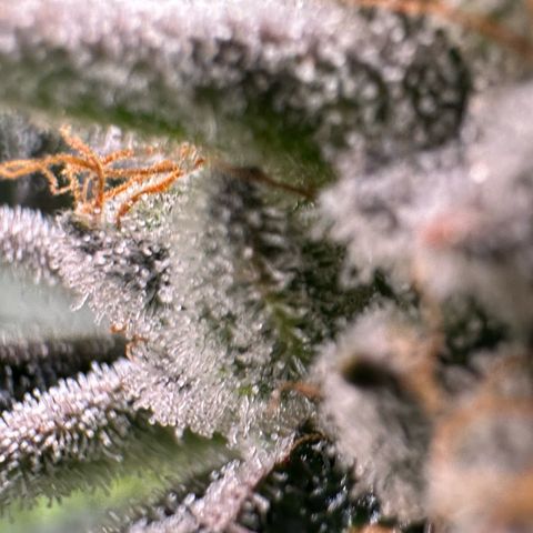 MiscxLAZ #26 C #1 47.15g growlog timeline photo