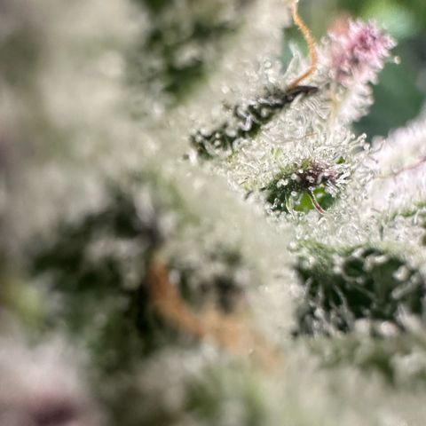 MiscxLAZ #29 C growlog timeline photo