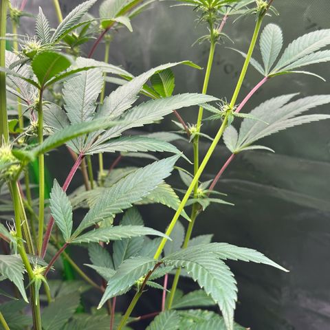 MiscxLAZ #26 C #2 growlog timeline photo