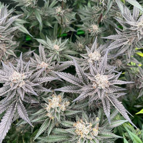 MiscxLAZ #22 C 42.33g growlog timeline photo