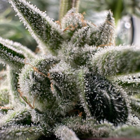 MiscxLAZ #26 C #1 47.15g growlog timeline photo